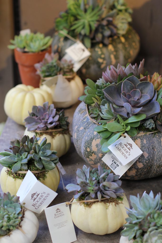 Fall Succulent Topped Pumpkin Centerpieces