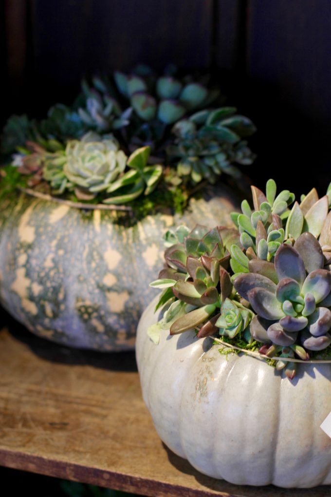 Fall Succulent Topped Pumpkin Centerpieces